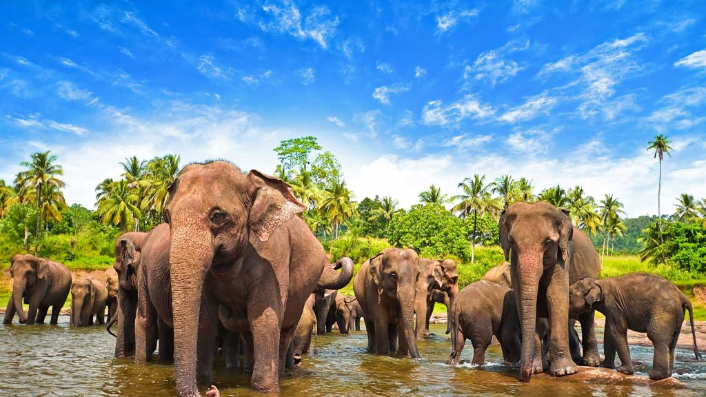 Tunpath Rana Wildlife In Sri Lanka: Discovering Biodiversity Hotspots - MaRadha Colombo