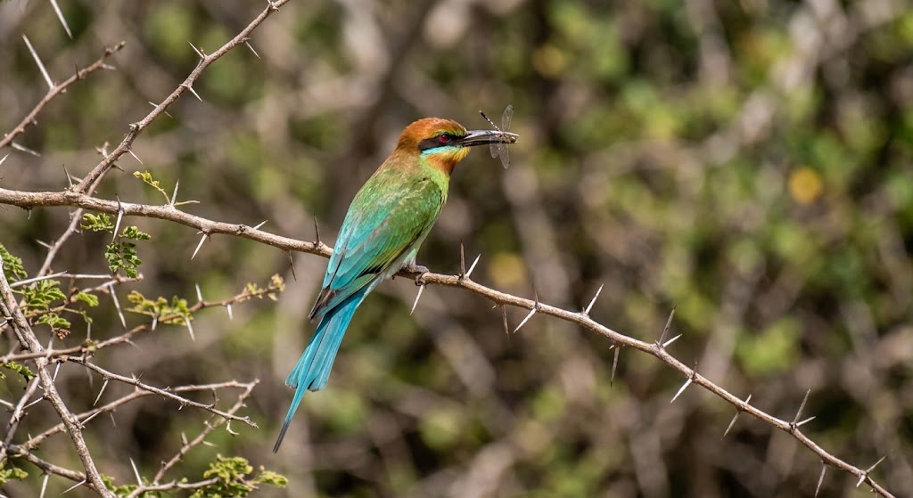 Blue-tailed bee-eater perched on a branch in Bundala