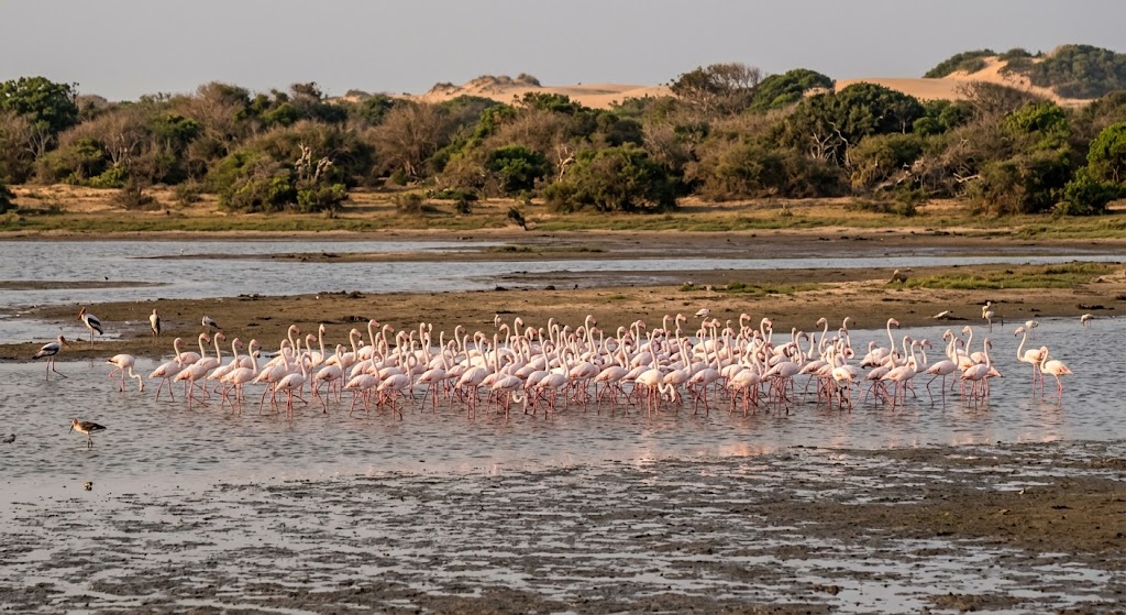 Flock of flamingos in the Bundala wetlands